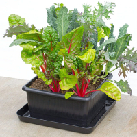 Growing Container Systems